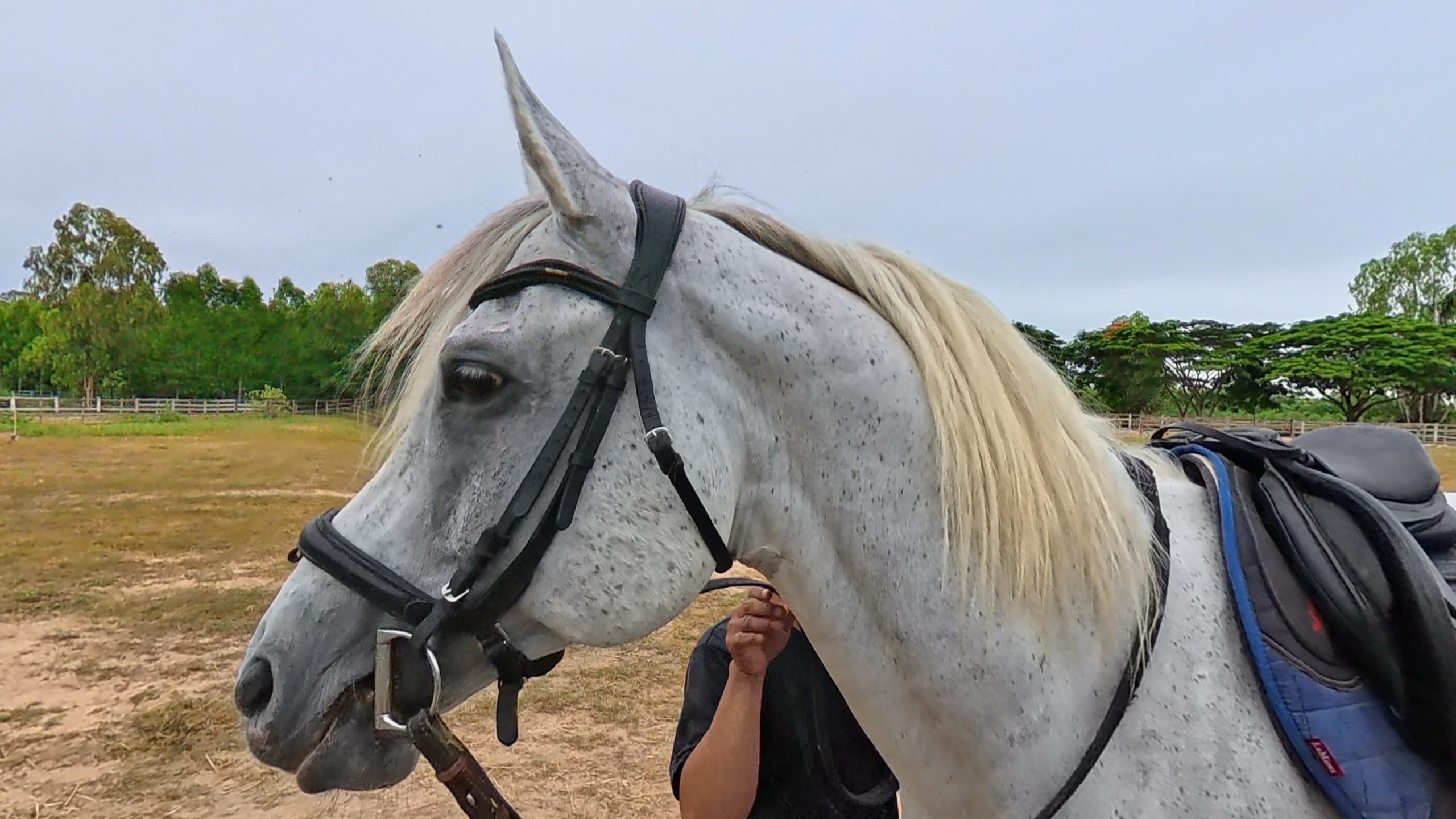 First 5 Things to Do When You’re Handed a Horse